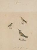 LAMBERTINI GANDOLFI CAMILLO,Study of Three Birds,1814,Swann Galleries US 2008-06-12