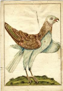 LAMPREDI Violante Vanni 1732-1776,Uccello rapace,Gonnelli IT 2014-05-17