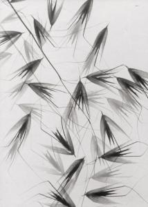 Landauer Lou 1897-1991,Photogram of wild oats,1936,Galerie Bassenge DE 2019-06-05