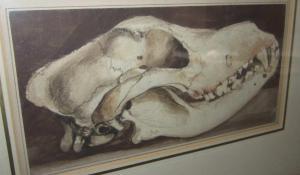 LANDSEER John 1763-1852,Tigers skull,Bonhams GB 2013-08-21