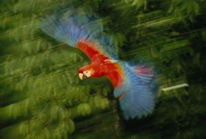 LANTING Frans 1951,A Fledging Scarlet Macaw,1994,Christie's GB 2013-11-19
