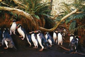 LANTING Frans 1951,Snares Crested Penguins,2002,Christie's GB 2013-11-19