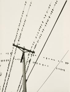LASKA Lotte 1927-2009,Vögel auf Hochspannungsleitung,Van Ham DE 2023-12-14