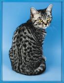 LASSRY ELAD 1977,EGYPTIAN MAU,2010,Sotheby's GB 2016-03-15