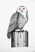 LAVAND John Paul,SNOWY OWL III,Ritchie's CA 2013-07-31