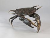 LAWLOR William 1981,Crab,Rosebery's GB 2014-03-19