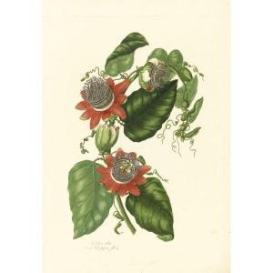 LAWRENCE mary 1810,A COLLECTION OF PASSION FLOWERS COLOURED FROM NATURE,Sotheby's GB 2011-05-10