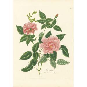 LAWRENCE mary 1810,A COLLECTION OF ROSES FROM NATURE,Sotheby's GB 2011-05-10