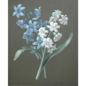 LAWRENCE mary 1810,Blue and White Hyacinth,William Doyle US 2013-05-22