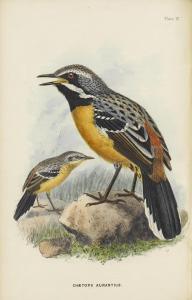 LAYARD EDGAR LEOPOLD 1824-1900,The Birds of South Africa,Bonhams GB 2014-02-10