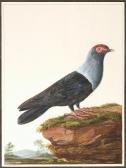 LE CLERC David 1679-1738,(seychelles blue pigeon),Sotheby's GB 2004-07-15