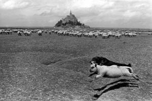 LE DIASCORN François 1947,Le Mouton et le Chien Mont-Saint-Michel, France 1985,,EVE FR 2023-03-07
