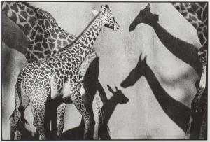 LE DIASCORN François 1947,Les Girafes et leurs Ombres Zoo de San Diego, Cali,1993,EVE FR 2023-03-07
