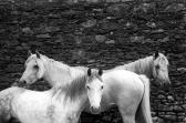 LE DIASCORN François 1947,Trinité Équestre Foire de Killorglin, Irlande, 1978,1978,EVE FR 2023-03-07