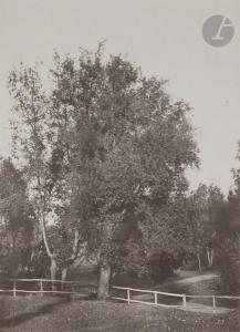 LE DIEN FIRMIN EUGENE 1817-1865,Étude d\’arbre dans la vallée de Poussin, près de ,Ader 2021-11-13