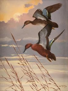 LEBLANC Lee 1913-1988,Cinnamon Teal Ducks,20th century,Simpson Galleries US 2022-11-12