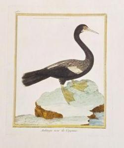 LECLERC GEORGES LOUIS,Fou brun de Cayenne, Anhinga noir de Cayenne,1780,Daguerre 2021-03-07