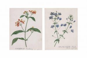 LEE Anne 1891-1982,Seven botanical studies,Christie's GB 2013-12-05