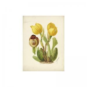 LEFEVRE 1753-1774,orchidées,Sotheby's GB 2004-06-23