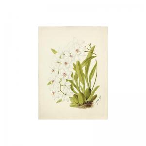 LEFEVRE 1753-1774,orchidées,Sotheby's GB 2004-06-23
