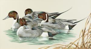 LEMAY ART,Pintails Peaceful Drift,Simpson Galleries US 2018-02-11