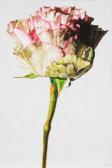 LEMAY ROBERT 1961,White & Pink Rose,2013,Heffel CA 2019-03-28