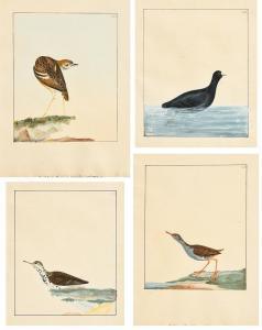LEWIN William 1720-1795,Collection of 4 Avian Studies,Morgan O'Driscoll IE 2018-01-22