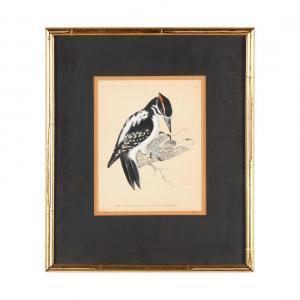 LEWIN William 1720-1795,Hairy Woodpecker,1793,Leland Little US 2018-08-25