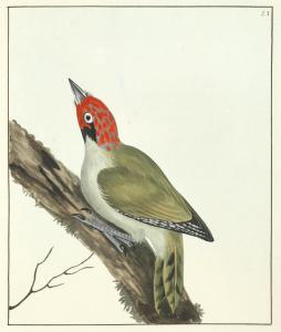 LEWIN William 1720-1795,The Birds of Great Britain,Bonhams GB 2017-11-15