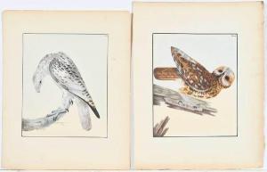 LEWIN William 1720-1795,Two original ornithological illustrations forThe B,Brunk Auctions 2019-07-19