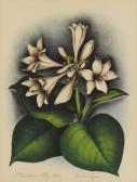 LIGON Verda 1902-1970,Plantation Lily,Heritage US 2007-12-01