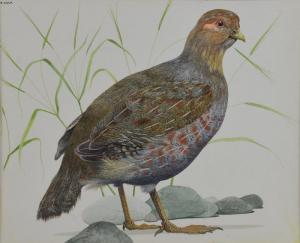 LILLY Ken 1929-1996,study of grouse,Ewbank Auctions GB 2017-11-30