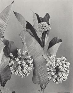 LINCOLN Edwin Hale,A complete suite of 24 lovely botanical studies fr,Swann Galleries 2022-10-20