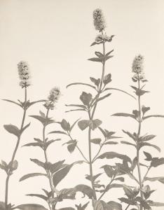 LINCOLN Edwin Hale,A suite of 6 lovely botanical studies from Wild Fl,Swann Galleries 2022-02-10