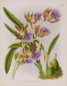 LINDEN Jean Jules 1817-1898,Orchids for the Lindenia,1891,Dreweatts GB 2016-12-15