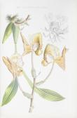LINDEN Jean Jules 1817-1898,Pescatorea. Iconographie des Orchidées,1860,Bonhams GB 2014-10-22