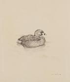 LOATES Glen MARTIN 1945,Study of a Swimming Duck,1975,Walker's CA 2017-12-12