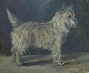 LOCKWOOD Lucy 1900-1900,Champion Ross-Shine Terrier,Gilding's GB 2016-06-21