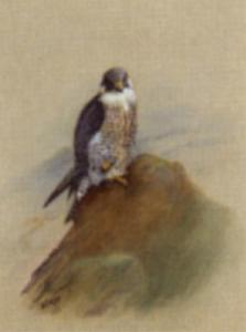 LODGE George Edward 1860-1954,Falcon,Sotheby's GB 2003-01-29