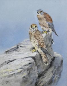 LODGE George Edward 1860-1954,Peregrine Falcon; Lesser Kestrels,Bonhams GB 2017-03-01