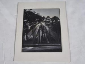 LOEB Leonard B 1891-1978,Light Through the Trees,Clars Auction Gallery US 2021-08-14