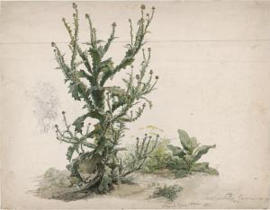 LOOS Friedrich,Studie einer türkischen Eselsdistel (Onopordum tau,1860,Galerie Bassenge 2023-06-09