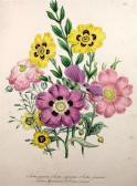 LOUDON Jane Webb 1807-1858,Ornamental Greenhouse Plants,Gorringes GB 2015-06-24