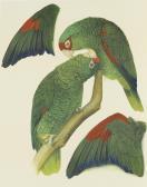 LOW ROSEMARY,Amazon Parrots,Bonhams GB 2014-02-10