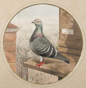 Ludlow Annie,A fancy pigeon - Paris to London,1880,Bonhams GB 2011-12-06