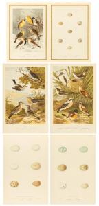 LYDON ALEXANDER FRANCIS 1836-1917,various birds and their eggs,Maynards CA 2023-06-07