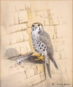 LYMAN BEEBE FRANK 1914,Prairie falcon,Maynards CA 2016-07-04
