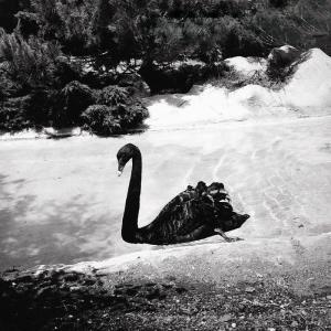 LYNN Jenny,Black Swan from Little Rituals,1982,Daniel Cooney Fine Art US 2009-08-12