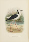 macalister matthews gregory 1876-1949,The Birds of Australia,Bonhams GB 2014-02-10