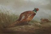 MACE John Edmund 1889-1952,Two Pheasants at the Edge of a Field,Keys GB 2008-08-08